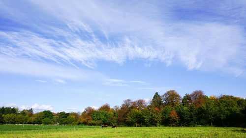 Trees on field against sky