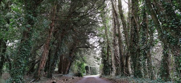 Trail amidst trees in forest