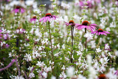 Close-up of purple flowers blooming outdoors