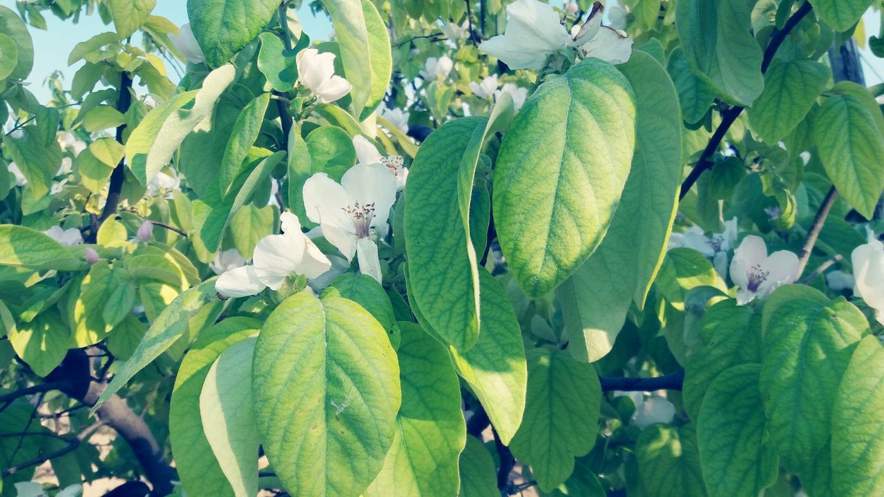 CLOSE-UP OF FRESH GREEN PLANT