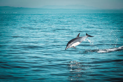 Dolphin leaping out of the water 