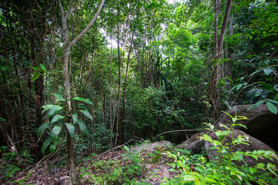 View of trees in forest