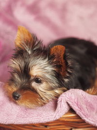 Close-up of a dog