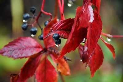 Close-up of water drops on red fruit