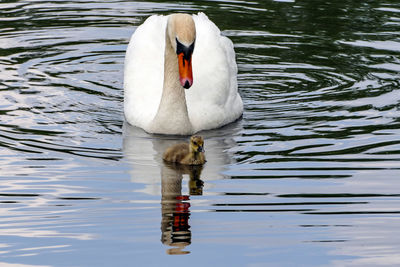 Swan floating on lake