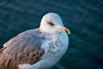 Close-up of seagull against sea