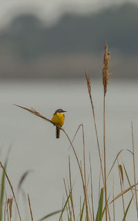 Bird perching on a plant