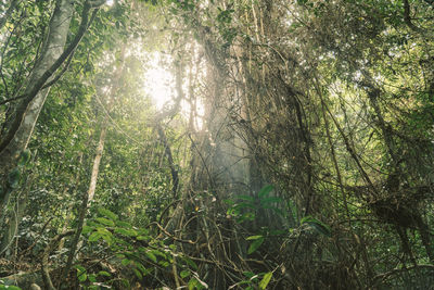 Sunlight streaming through trees in forest