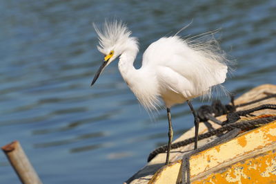 Close-up of bird perching on wood