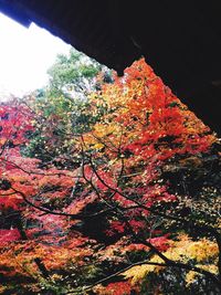 Low angle view of trees during autumn