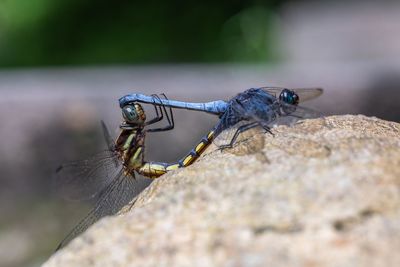 Close-up of dragonfly on rock