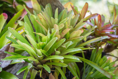 High angle view of succulent plant