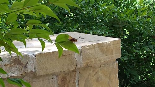 Close-up of grasshopper on wood