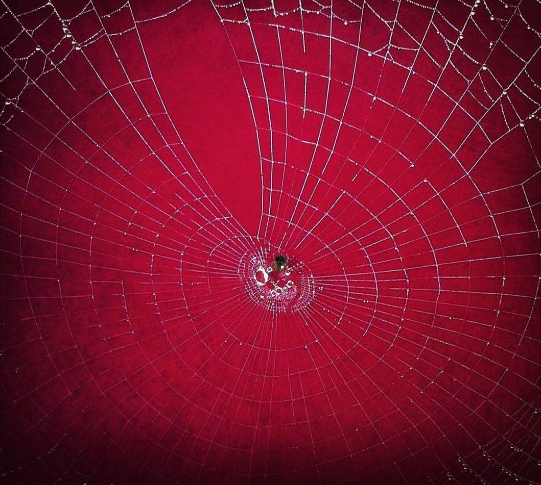 night, spider web, full frame, pattern, backgrounds, natural pattern, animal themes, spinning, one animal, no people, illuminated, low angle view, close-up, outdoors, spider, circle, nature, abstract, complexity, design