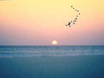 Bird flying over sea at sunset