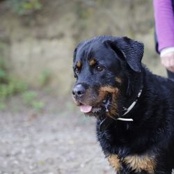 Black dog looking away