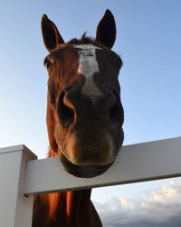 Portrait of a horse against the sky