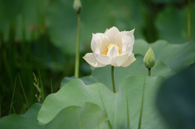 Close-up of white lotus water lily