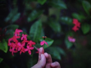 Close-up of hand holding flower