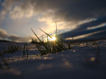 Close-up of frozen plants on field against sky during sunset