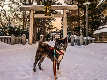 Dog on snow covered landscape