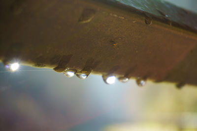 Close up of water drops on leaf