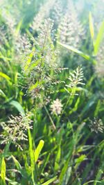 Close-up of plant