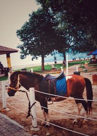 Horse standing in ranch