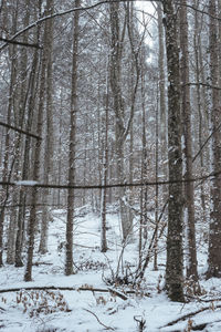 Trees in forest during winter