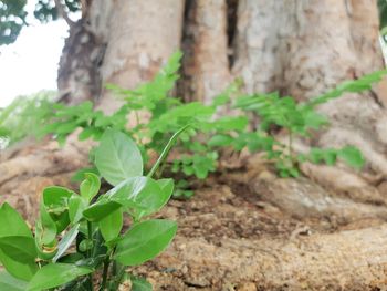 Close-up of plant growing on field