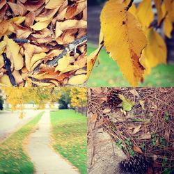 Leaves on tree trunk