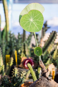 Close-up of plant growing outdoors