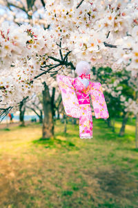 Close-up of pink cherry blossom tree