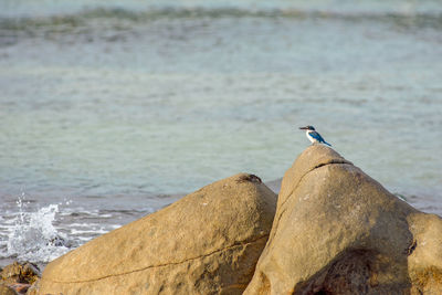 Bird perching on rock by sea