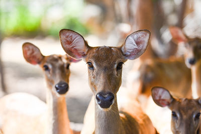 Close-up portrait of deers