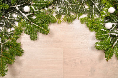 Close-up of christmas tree on plant