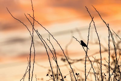 Silhouette bird perching on branch against orange sky