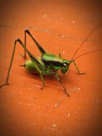 Close-up of grasshopper