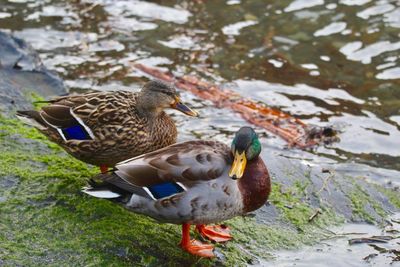 Mallard duck on lake