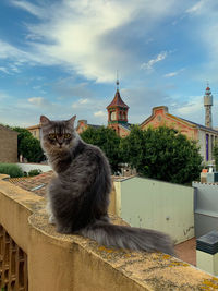 Cat sitting outside building against sky