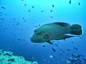 Fish swimming in sea