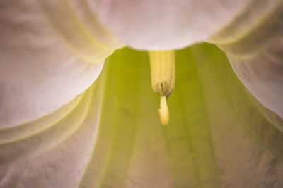 Close-up of flower against blurred background