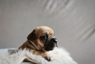 Close-up of a dog looking away