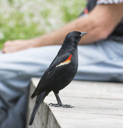 Close-up of bird perching on hand