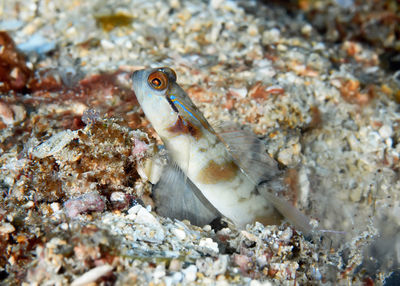 Close-up of fish underwater