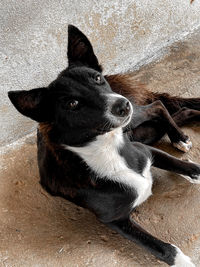 High angle view of dog looking away