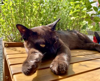 Close-up of a cat resting on seat