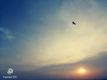 Low angle view of bird flying in sky