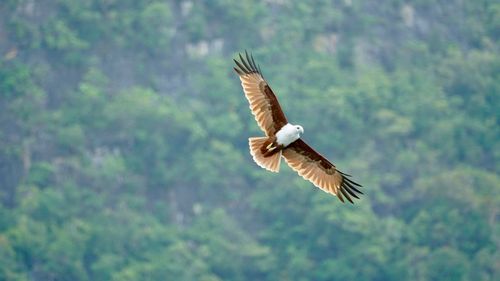 Close-up of eagle flying against trees