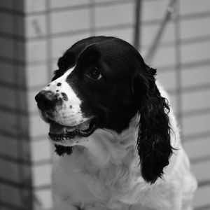 Close-up of a dog looking away